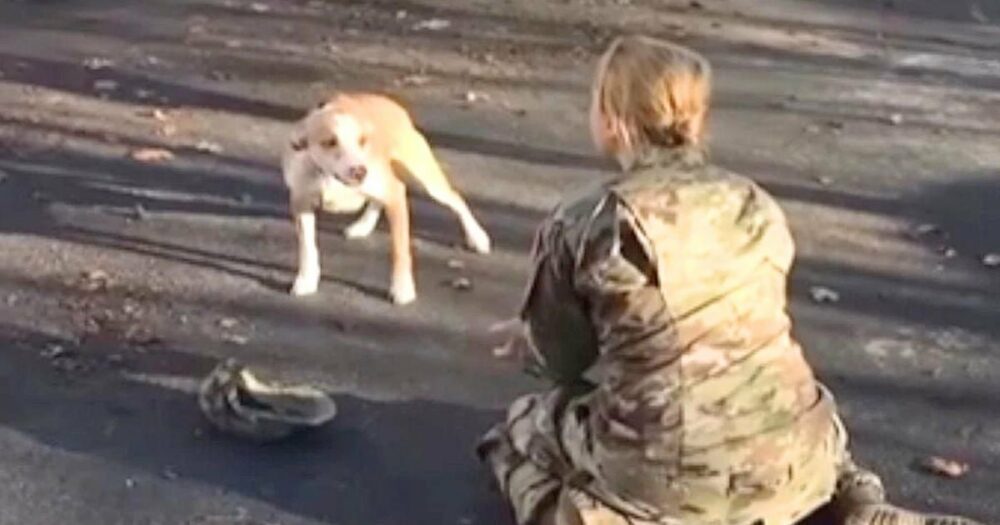 Hund kann seine Freude nicht zügeln, als sein Soldatenmädchen in der Einfahrt erscheint