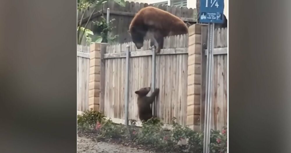 Bärenmama sieht, wie ihr Junges versucht, über den Zaun zu klettern und weigert sich, es aufzugeben