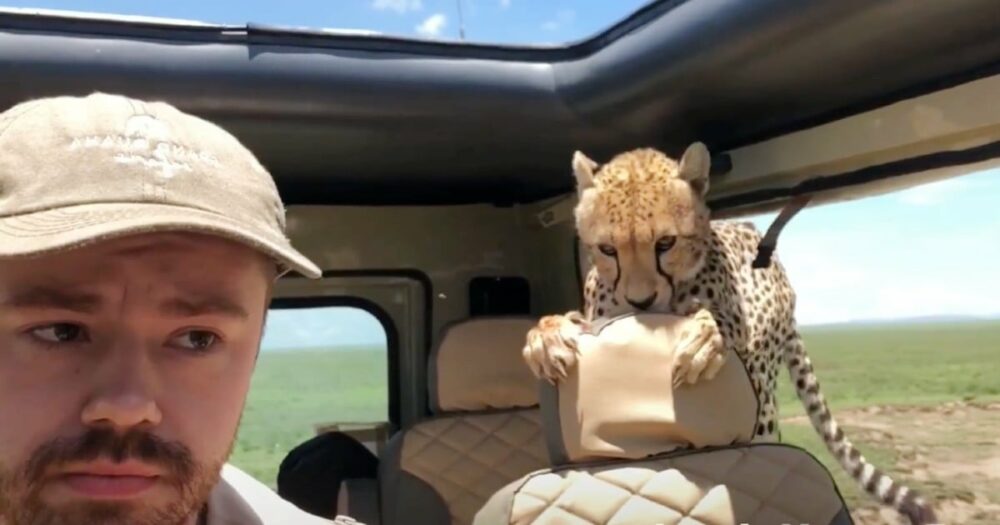 Tourist auf Safari steht völlig still, als Gepard in seinen Jeep springt