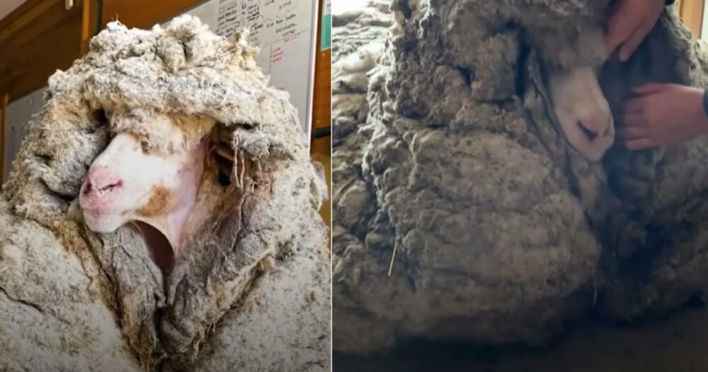 Retter retten ein vernachlässigtes Schaf, das mit 80 Pfund Wolle bedeckt ist, und verpassen ihm das Make-up seines Lebens