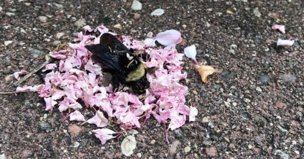 Ameisen bedecken eine verstorbene Biene mit Blütenblättern, was wie eine richtige Beerdigung aussieht