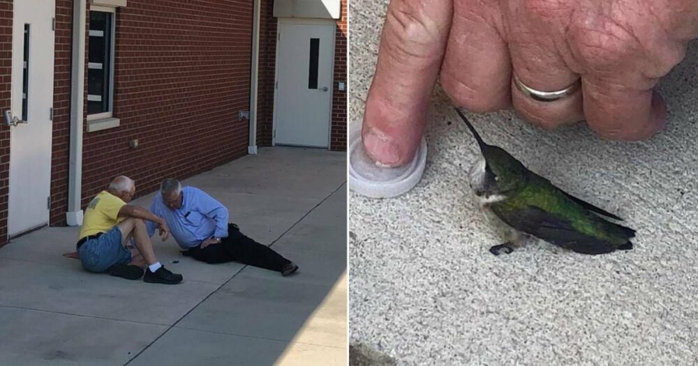 Feuerwehrleute retten einen winzigen Kolibri, der vor ihrer Wache gefunden wurde