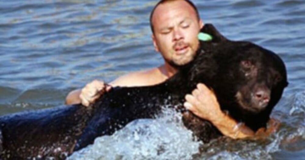 Mutiger Mann springt ins Wasser, um einen 375 Pfund schweren Schwarzbären vor dem Ertrinken zu retten