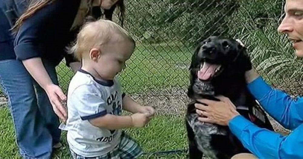 Ein kleiner Junge konnte seinen Eltern nicht von seinem misshandelnden Babysitter erzählen, aber sein Hund schon