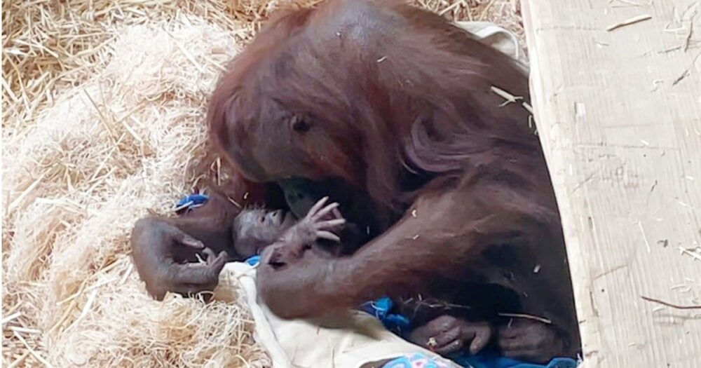 Orang-Utan-Mama zeigt stolz ihr brandneues Baby nach der Geburt