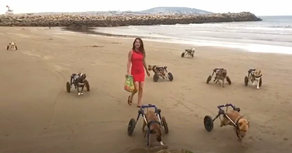 Frau nimmt 18 behinderte Hunde zum ersten Mal mit an den Strand