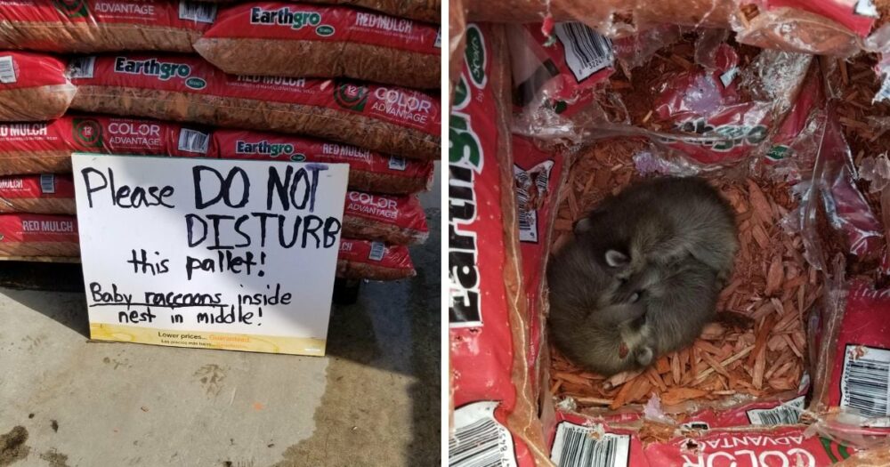 Home Depot-Mitarbeiter finden einen herzförmigen Haufen von Pelzbabys, die im Mulch nisten