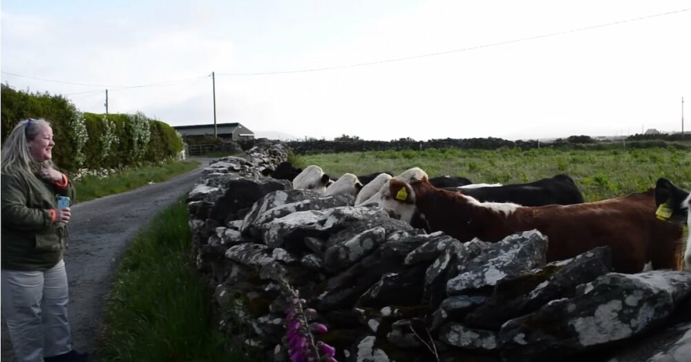 Eine Kuhherde begrüßt jeden Morgen eine irische Frau an der Mauer und hört ihr beim Singen zu