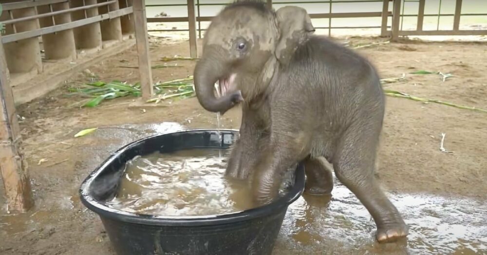 Ein tollpatschiger Elefant plantscht am liebsten im ersten Bad