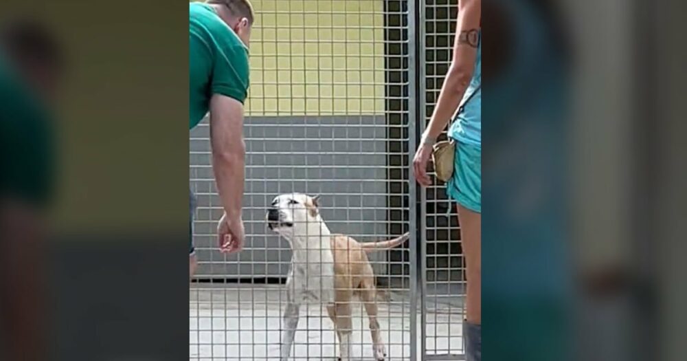 Hund, der seit 270 Tagen im Tierheim lebt, springt vor Freude, als ihn endlich jemand bemerkt