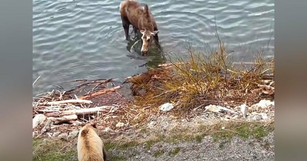 Elchmama sieht Grizzlybär, der sich ihrem Kalb nähert und schreitet ein, um es zu retten