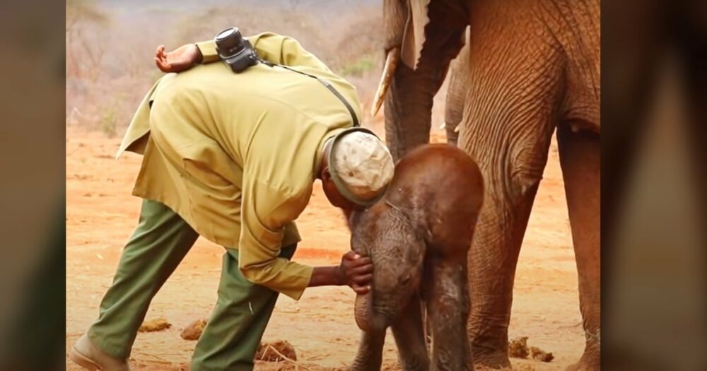 Wilder Elefant bringt neugeborenes Baby zu den Rettern, die es gerettet haben