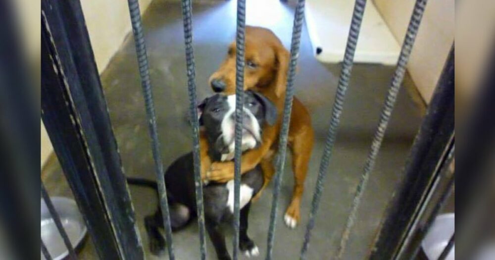 Verängstigter Tierheimhund umarmt seinen besten Freund Stunden bevor er eingeschläfert wird und rettet ihm das Leben