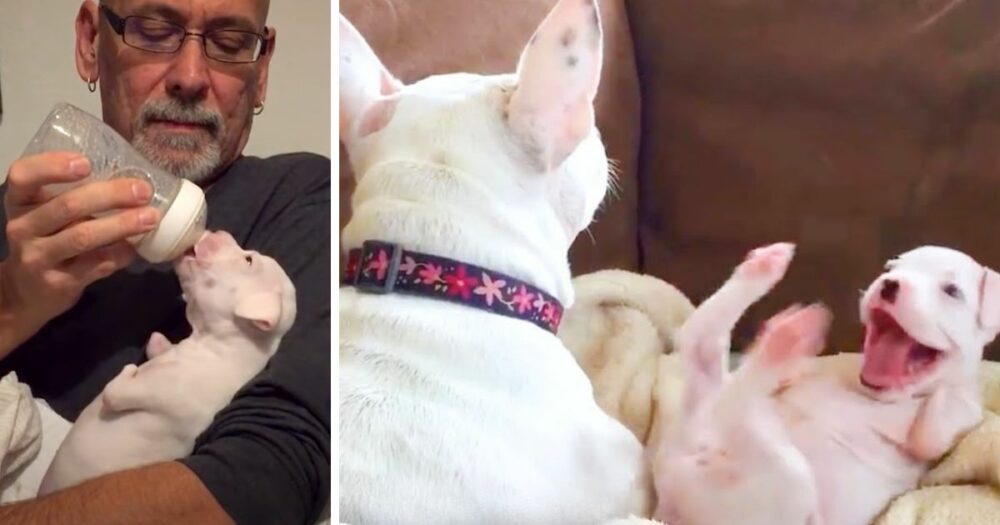 Winziger zweibeiniger Boxer-Hund namens “Nubby” bringt das Herz des Vaters in einem bezaubernden Video zum Schmelzen