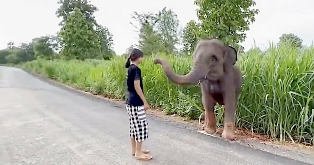 Elefantenbaby bedankt sich liebevoll bei der Frau, die ihn aus dem Schlamm befreit hat