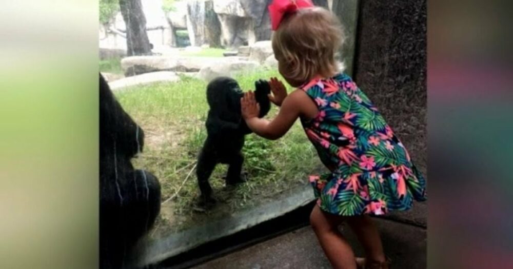 Ein kleines Mädchen und ein Gorillababy, die im Zoo Backe, backe Kuchen spielen, zeigen, wie ähnlich wir uns wirklich sind