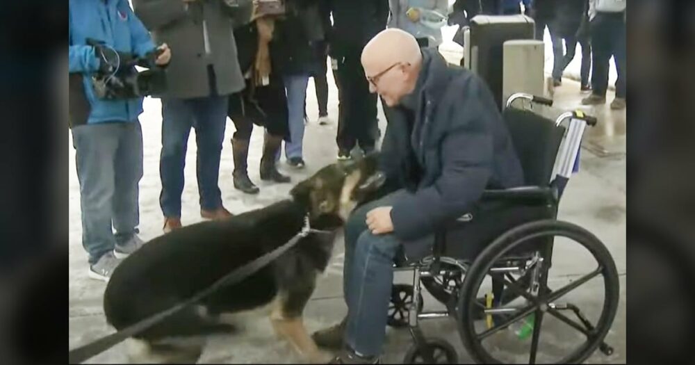 Deutscher Schäferhund erlebt ein emotionales Wiedersehen mit seinem Besitzer, den er während eines Schlaganfalls am Leben hielt