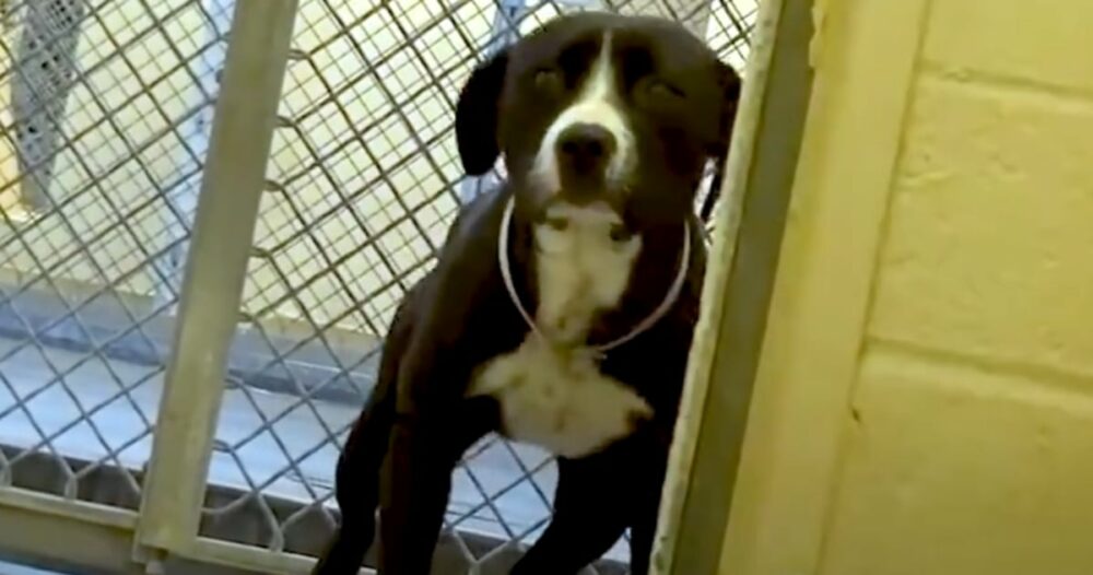 Schüchterner Tierheimhund rastet aus, als er merkt, dass er adoptiert wird
