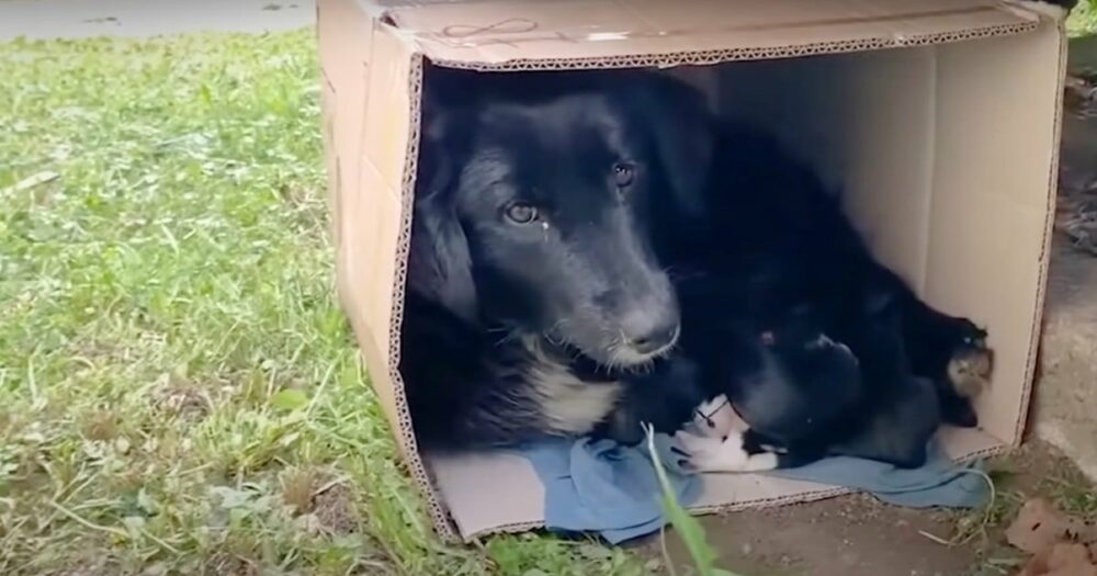 Streunende Hundemama rollt sich mit ihren Welpen in einer Kiste ein, um sie warm zu halten