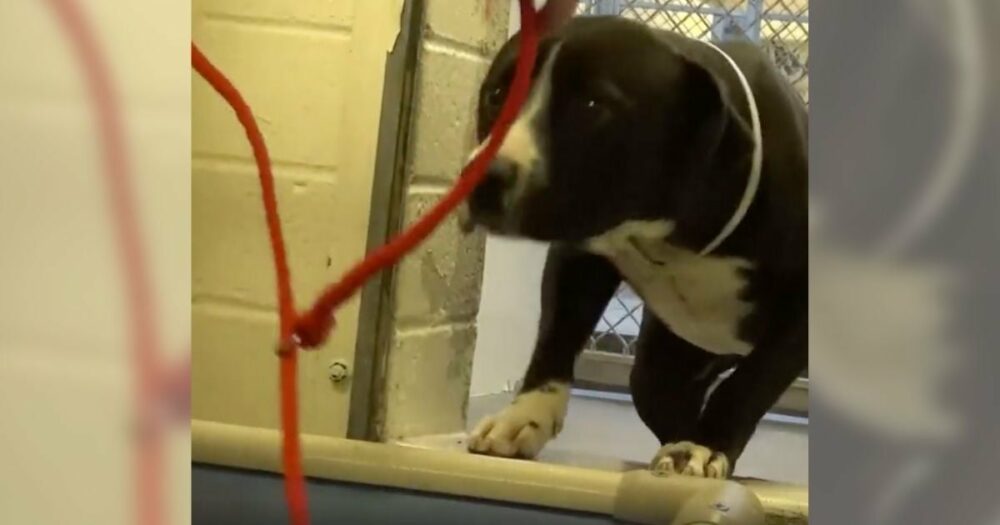 Ein übersehener Tierheimhund erfährt, dass er adoptiert wird und kann seine Dankbarkeit nicht zurückhalten