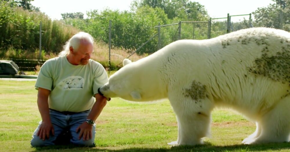 Eisbärin hängt so sehr an ihrem menschlichen Papa, dass sie schnurrt, wenn er in der Nähe ist