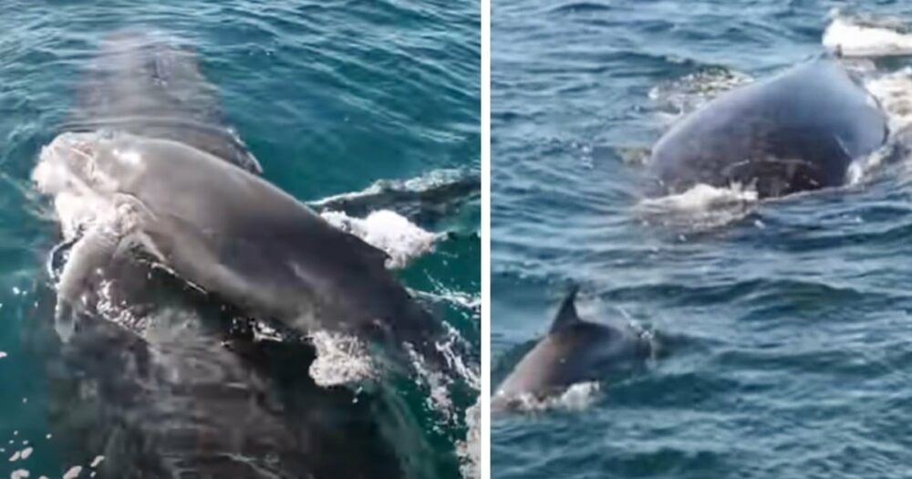 Mutige Delfine schützen Walmutter und Baby vor männlichen Buckelwalen