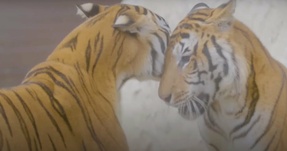 Tiger, die 15 Jahre in einem verlassenen Zugwaggon verbracht haben, umarmen” sich, wenn sie endlich frei sind