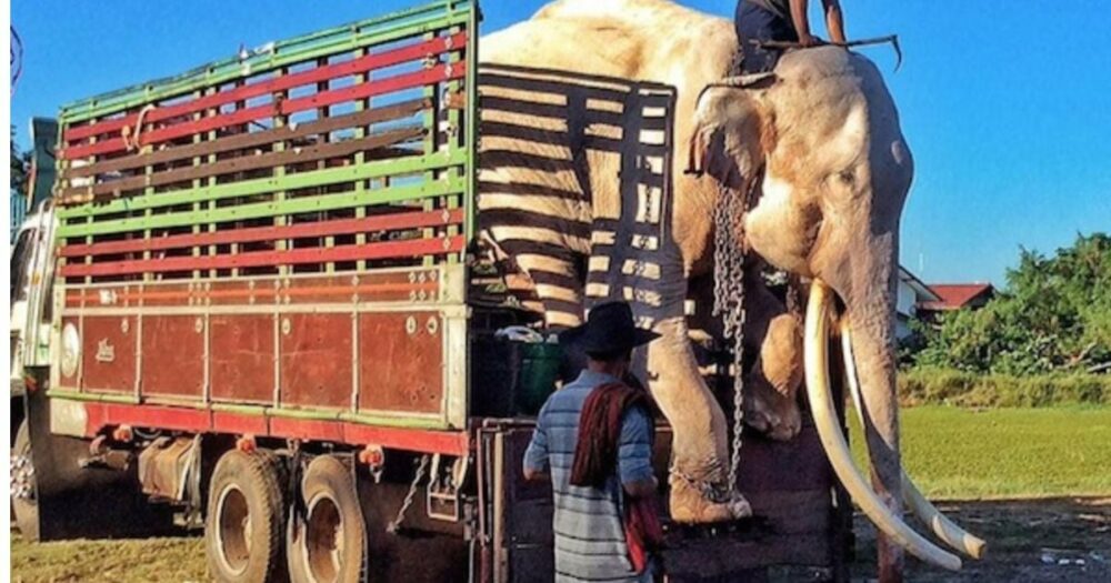 Elefant, der über 40 Jahre lang gezwungen war, Touristen zu unterhalten, bekommt endlich seinen ersten Geschmack von Freiheit