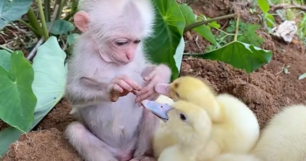 Süßes, winziges Affenbaby kümmert sich liebevoll um Baby-Enten und bringt 79 Millionen Herzen zum Schmelzen