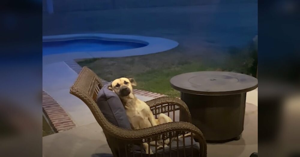Frau wacht auf und findet einen unbekannten Hund auf ihren Terrassenmöbeln, der sich weigert, sie zu verlassen