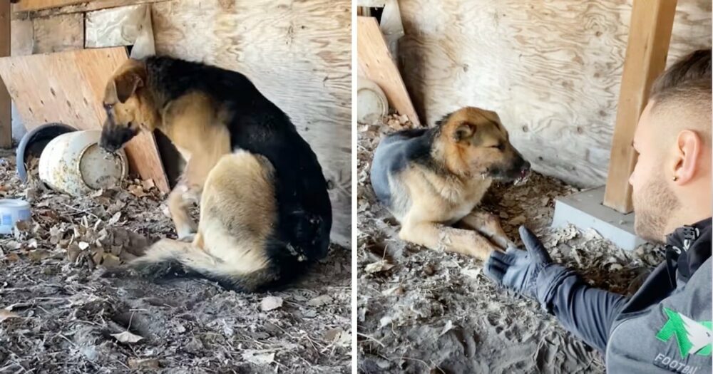 Mann entdeckt Hund mit Stachelschweinkielen im Gesicht und eilt ihm zu Hilfe