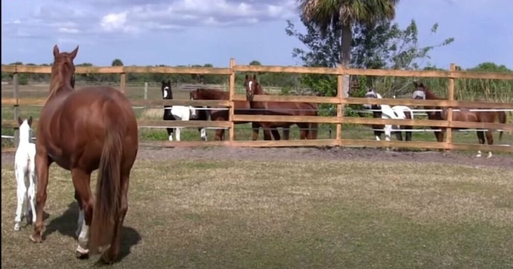 Pferde versammeln sich am Zaun, um einen Blick auf das neugeborene Fohlen mit seltenen und aussagekräftigen Merkmalen zu erhaschen