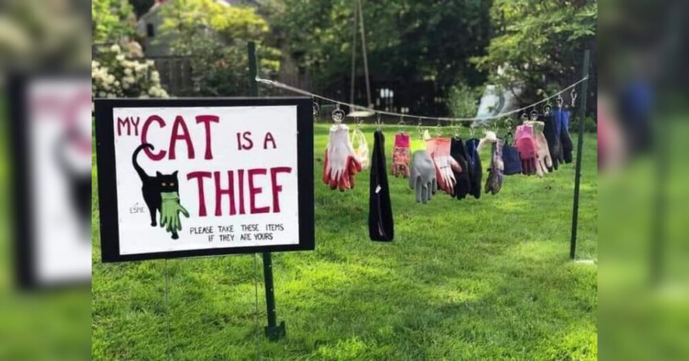 Besitzerin hängt alle Gegenstände, die ihre Katze gestohlen hat, am Straßenrand auf, damit die Nachbarn sie finden können