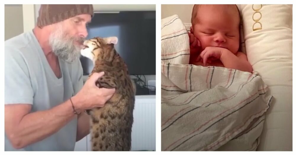 Der Vater ist nervös, wenn er seine einzige Katze, die ihn seit 18 Jahren küsst, seinem menschlichen Bruder vorstellt