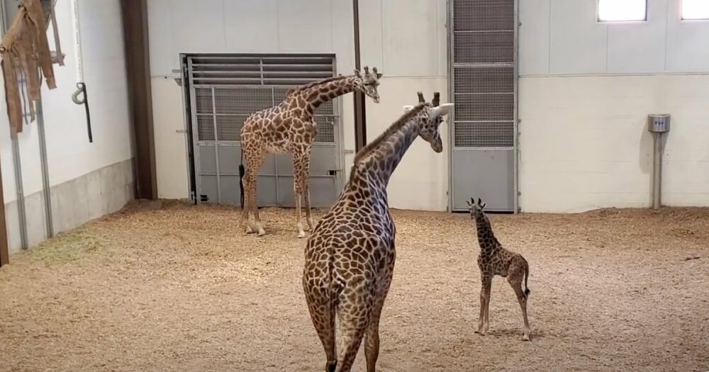 Giraffenbaby bringt Millionen von Herzen zum Schmelzen, wenn es seinen Papa zum ersten Mal trifft
