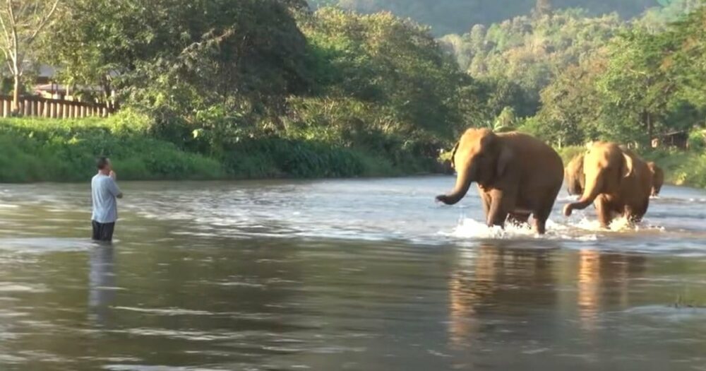 Elefantenherde ist überglücklich über die Wiedervereinigung mit ihrem menschlichen Freund nach 14 Monaten Trennung