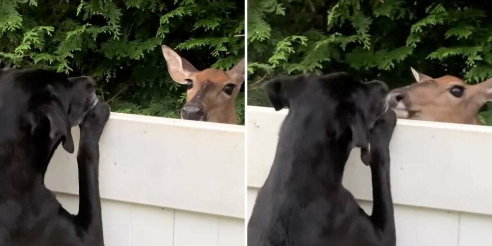 Hirsch baut über den Zaun eine besondere Bindung zu seinem Hund auf und kommt jeden Tag zurück, um ihn zu besuchen