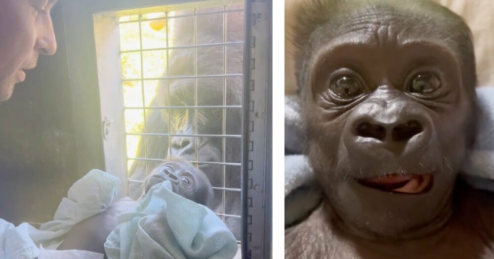 Zoowärterin kümmert sich um krankes Gorillababy, das von der Mutter verstoßen wurde