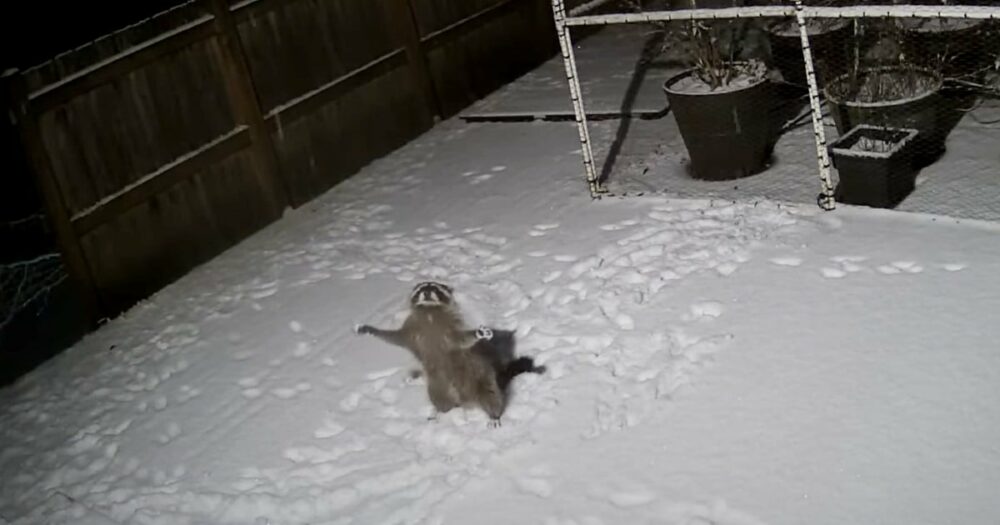 Überwachungskamera fängt Waschbär ein, der vergnügt versucht, fallenden Schnee zu “fangen