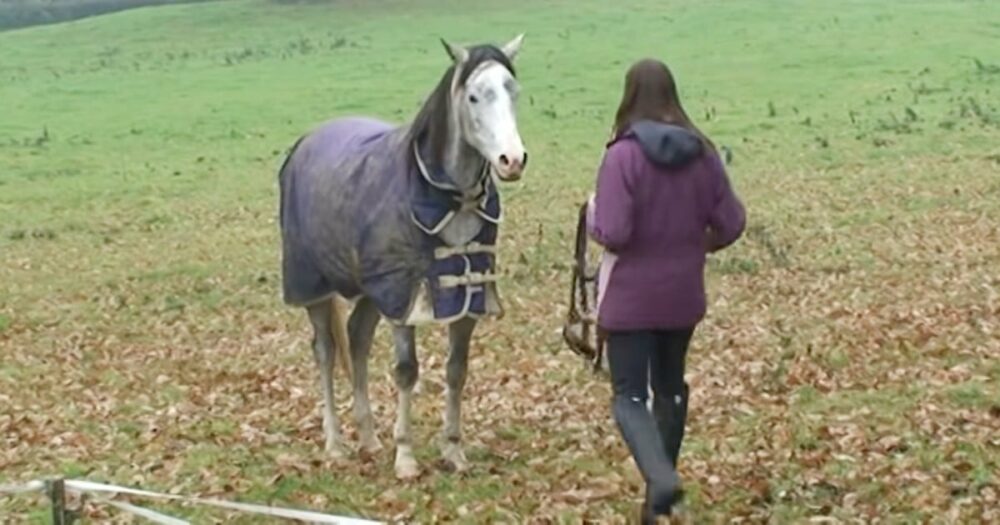 Pferd vereint sich nach wochenlanger Trennung wieder mit seinem geliebten Besitzer