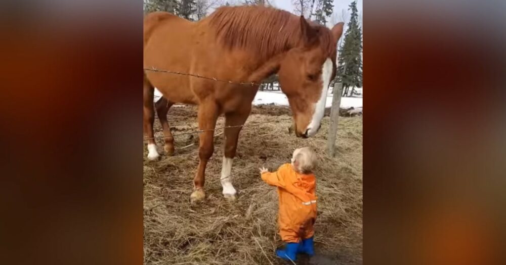 Pferd küsst kleinen Jungen und bringt das Herz des Internets zum Schmelzen