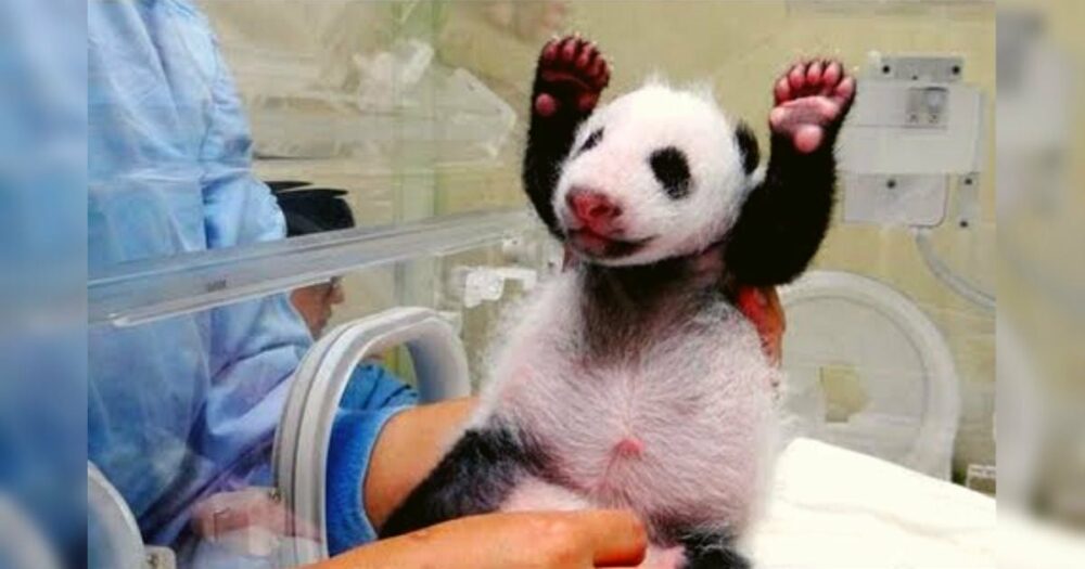 Baby-Panda mit besonderen Bedürfnissen bringt über 12 Millionen Herzen zum Schmelzen, wenn er seine Mutter zum ersten Mal trifft