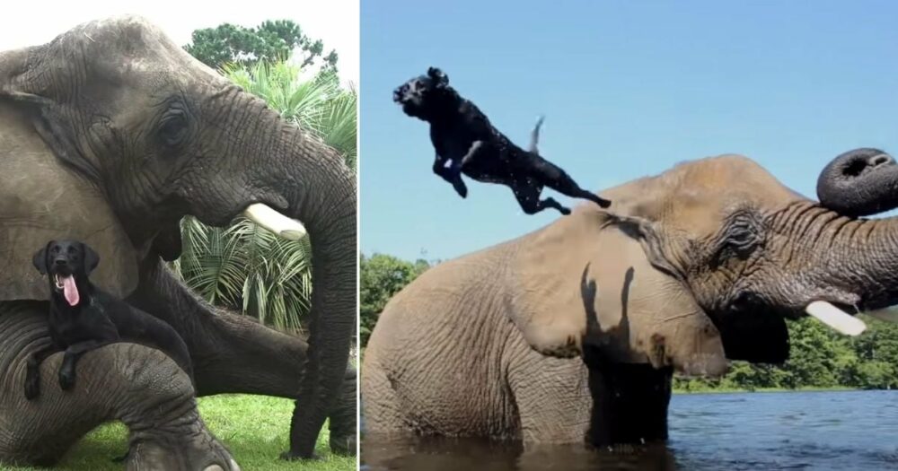 Der verwaiste Elefant und der schwarze Labrador sind die besten Freunde und lieben es, im Wasser zu spielen