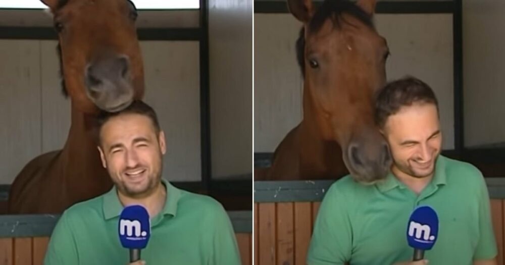Reporter kann sich nicht zusammenreißen, wenn ein lustiges Pferd die Show stiehlt