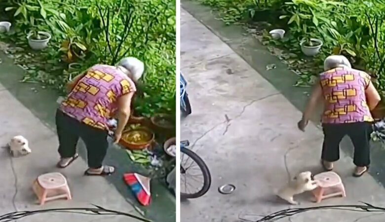 Kleiner Welpe eilt einer älteren Frau zu Hilfe und setzt sich hin