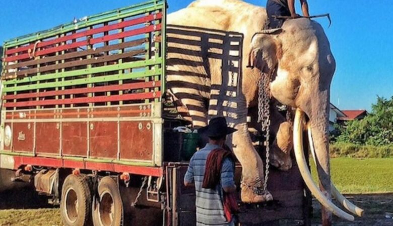 Elefant, der über 40 Jahre lang gezwungen war, Touristen zu unterhalten, bekommt endlich seinen ersten Geschmack von Freiheit