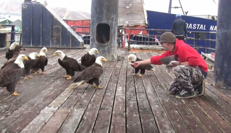 Ein Mann aus Alaska füttert Weißkopfseeadler und die Kamera hält den majestätischen Anblick fest