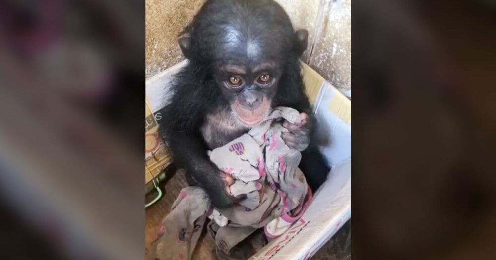 Retter finden winziges Schimpansenbaby in Pappkarton mit nur einer zerfetzten Decke als Trost