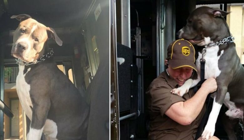 UPS-Fahrerin adoptiert Pitbull entlang ihrer Route, nachdem der Besitzer des Hundes verstorben ist