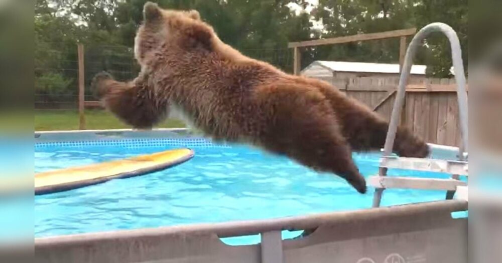 Grizzlybär strahlt stolz in die Kamera, nachdem er im Schwimmbad von Florida einen großen Bauchklatscher gemacht hat